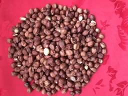 Орех фундук