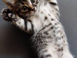 Остались девочки, 03.08.2025 рождены