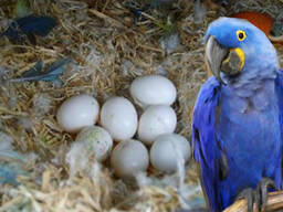 Papageien &amp; fruchtbare Papageieneier zu verkaufen