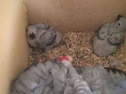 Parrots and eggs