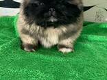 Pekingese - фото 1