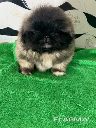 Pekingese