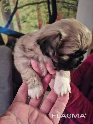 Pekingese welpen