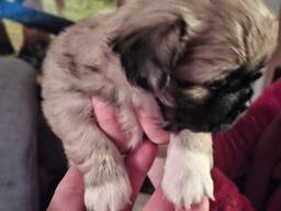 Pekingese welpen
