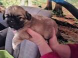 Pekingese welpen - фото 1