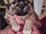 Pekingese welpen - фото 3