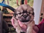 Pekingese welpen - фото 6