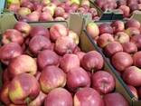 Polish apples (wide range of varieties) - фото 3
