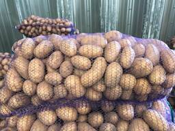 Polnische Kartoffeln: Vineta, Soraya, Queen Anne und andere.