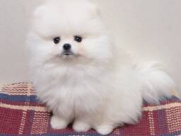 Pomeranian Spitz