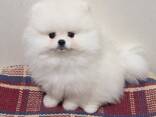 Pomeranian Spitz - фото 3