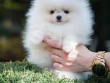 Померанского шпица - фото 3