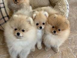 Pomeranian-Welpen abzugeben