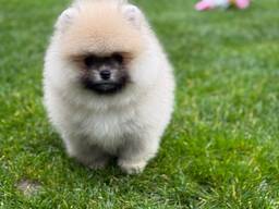 Прекрасные щенки померанского шпица