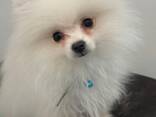 Pomeranian (Zwergspitz) – Weiß – Wunderschön &amp; verspielt - фото 3