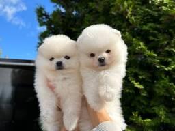 Pomeranianpuppies WhatsApp 13055042855