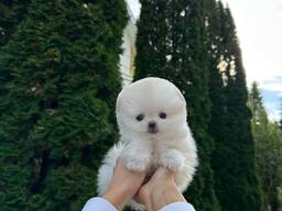 Pomeranianpuppies WhatsApp 13055042855