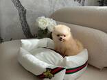 Pomeranianpuppies WhatsApp 13055042855 - фото 1