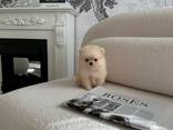 Pomeranianpuppies WhatsApp 13055042855 - фото 3