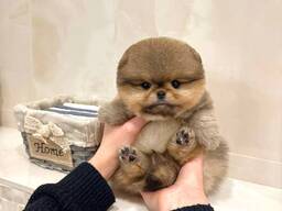 Pomeranianpuppies WhatsApp 13055042855