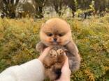 Pomeranianpuppies WhatsApp 13055042855 - фото 1