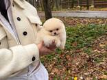Pomeranianpuppies WhatsApp 13055042855 - фото 2