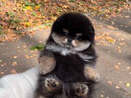 Pomeranianpuppies WhatsApp 13055042855