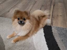 Померанский шпиц (девочка)