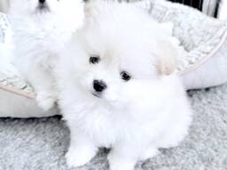 Absolutely Szpic Pomeranian Welpen,