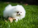 Pomeranian-Welpen suchen ein neues Zuhause. - фото 3