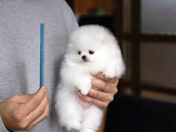 Wunderschöner Wurf Spzit Pomeranian
