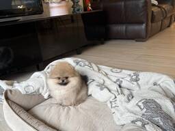 Померанского шпица.