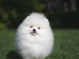 Померанского шпица