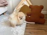 Щенков померанского шпица - фото 1