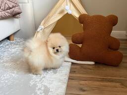 Щенки померанского шпица