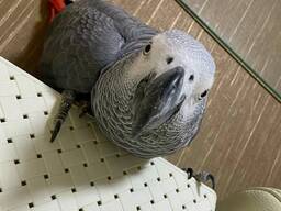 Попугай Серый (Graupapagei, Жако)