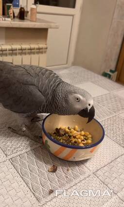Graupapagei
