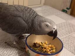 Попугай Жако