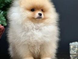 Щенки померанского шпица