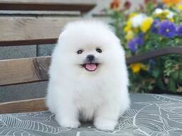 Продаются два очаровательных щенка померанского шпица из заботливой и любящей семьи.