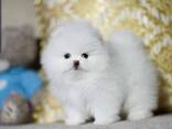 Продаются прекрасные щенки померанского шпица. - фото 3