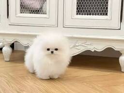 Щенки померанского шпица