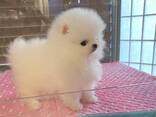 Щенки померанского шпица - фото 1