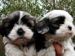 Прекрасные щенки ши-тцу