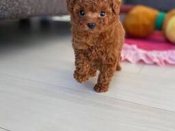 Entzückende Zwergpudelwelpen zu verkaufen