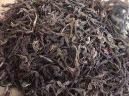 Premium Dried Seahorses for Sale