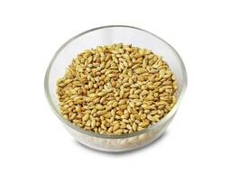 Premium Tierfutter Gerstensaat Premium Gerstenkörner