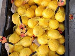 Продаем свежие фрукты и овощи напрямую из Испании