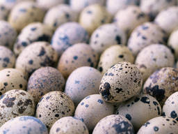 Продам инкубационные яйца перепела. также столовые перепелиные яйца. и копчёные перепела.