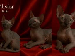 Продам котенка